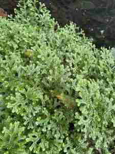 Selaginella helvetica